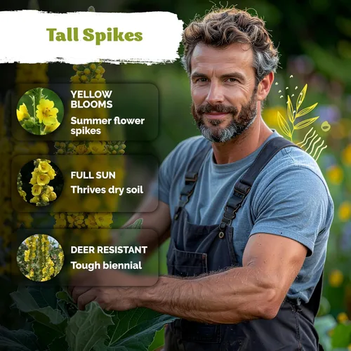 Vista 40 de KVITER 700 semillas de bálsamo de limón para plantar (Melissa Officinalis) - Semillas de hierbas medicinales orgánicas y tradicionales - Cultivar