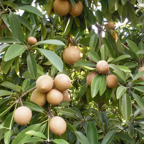 Árbol Sapodilla (Manilkara zapota) - Paquete de 3 Semillas