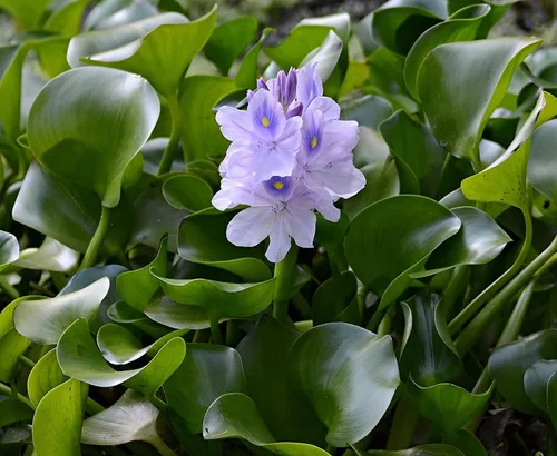 Vista 2 de Jacinto de agua plantas flotantes fáciles para tu acuario o estanque (1 planta)