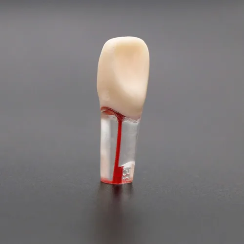 Vista 8 de 5 piezas Dientes de práctica endodóntica de conducto radicular dental modelo M8006 11 # 14 # 16 # 21 # 24 # 26 # 35 # 36 # 45 # 46 # Typodont M8006