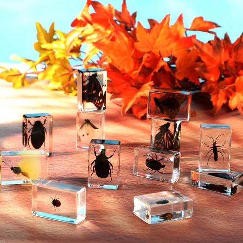 Vista 6 de 12 piezas de especímenes de insectos para niños, kit de colección