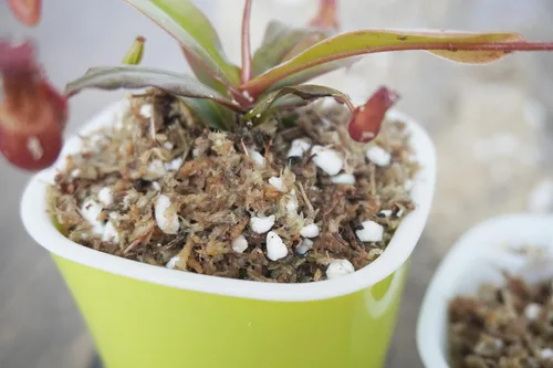 Vista 3 de Mezcla de suelo para plantas carnívoras de 2 cuartos de galón, gran tierra para macetas para plantas vivas Venus Fly Trap, plantas de jarra, rocío