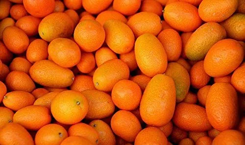 Vista 2 de Kejora Kumquats frescos 2 LB