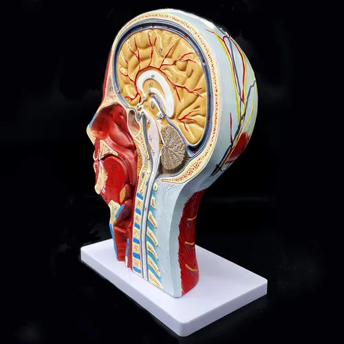 Vista 5 de Modelo anatómico de cabeza humana, tamaño real, cavidad nasal, garganta, cerebro, anatomía para ciencias, aula, estudio, exhibición