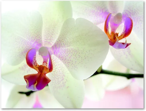 Vista 9 de Small World Greetings Tarjetas de notas de flores de orquídea, 24 unidades, interior en blanco con sobres blancos, tamaño A2 de 5.5 x 4.25 pulgadas
