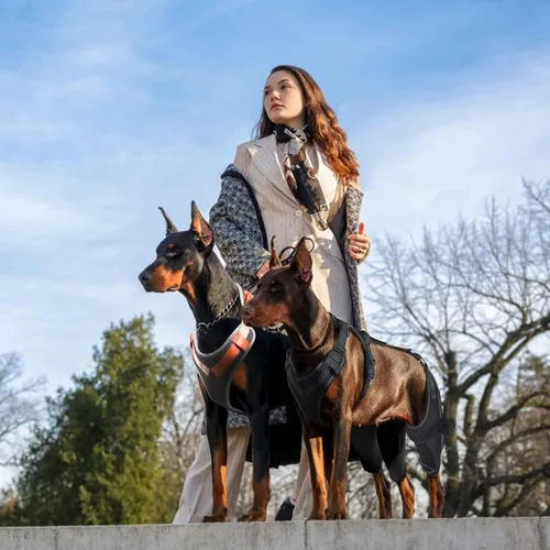 Vista 5 de Rodillera para perro ACL soporte para patas traseras para perros lesionados, soporte ajustable para piernas de perro para estabilidad de la pierna