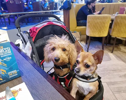 Vista 2 de ROODO Escort - Cochecito para correr de 3 ruedas para perros y gatos para perros pequeños/medianos, gatos, el mejor cochecito ligero, plegable