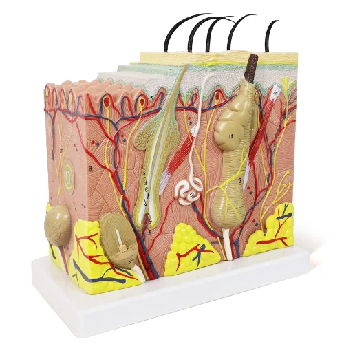 Vista 7 de Modelo de piel, modelo de estructura de capa anatómica de piel ampliada 35X con cabello para aprendizaje en el aula de ciencias, pantalla