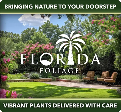 Vista 4 de Jasmine Summer Sunset - 40 plantas vivas - Trachelospermum Asiaticum - Colorida vid cubierta vegetal