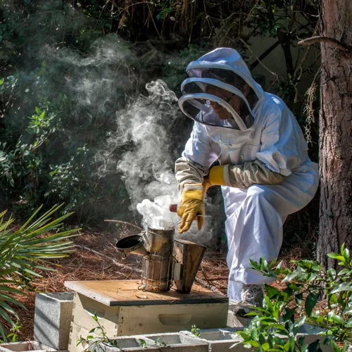 Vista 7 de Houston TX Allergy Honey Local Bee Honey (puro crudo sin filtrar)