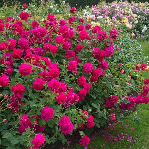 Vista 2 de Heirloom Roses David Austin English Rose - Thomas à Becket® David Austin Red Rose para jardinería al aire libre