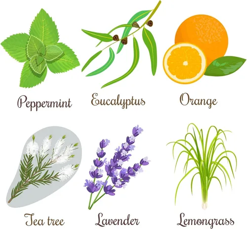 Vista 2 de Kit de semillas de jardín de aceites esenciales - Cultivo de menta, árbol de té, lavanda, eucalipto, citronela, naranja