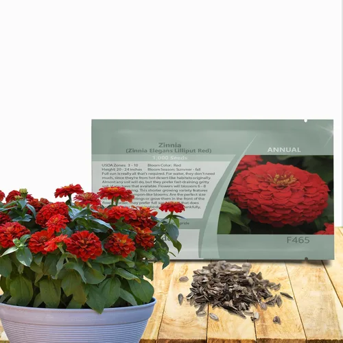 Outsidepride - Zinnia Elegans, 1000 semillas anuales, Lilliput Red, flores para plantar, color rojo
