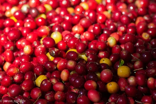 Vista 9 de Cafe Monteverde - Paquete de café tostado oscuro - Café costarricense de origen único 100% arábica - Grano entero (paquete de 3).