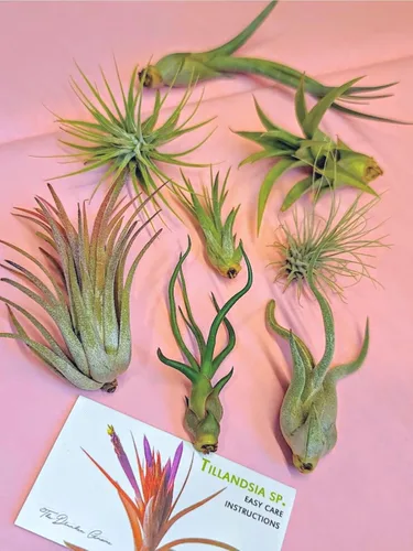 Vista 6 de 4 Live Air Plants, Hand Selected Assorted Variety of Species, Tropical Houseplants for Home Décor and DIY Terrariums (4-Pack)