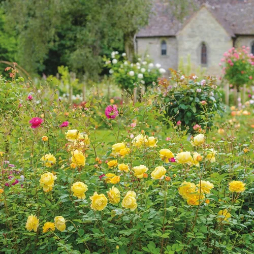 Vista 6 de Heirloom Roses David Austin Rose Bush - Planta amarilla viva de la esposa del poeta para plantar al aire libre