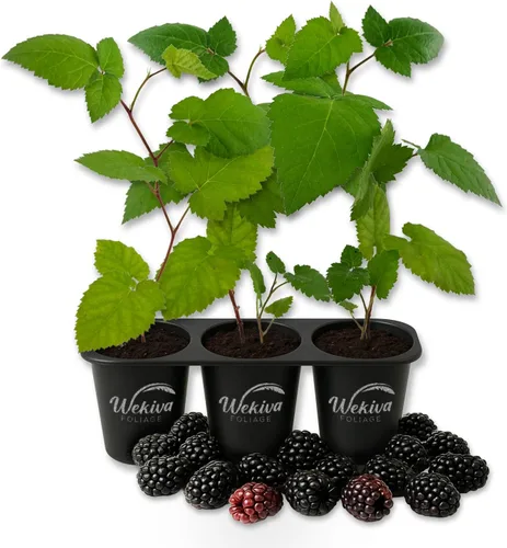 Apache BlackBerry Plant - 3 plantas de arranque vivo - Rubus - Arbusto comestible con frutos para patio y jardín