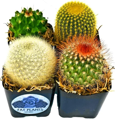 Fatplants - Mini plantas de cactus vivas (paquete de 4), plantas de cactus de interior, plantas de cactus vivos, decoración de cactus vivos, plantas