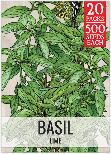 Vista 26 de Seed Needs Sweet Genovese - Semillas de albahaca para plantar, semillas de hierbas culinarias sin OMG y sin tratar para plantar un jardín de cocina