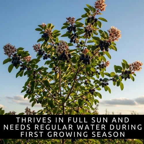 Vista 5 de 50 semillas de saskatoon serviceberry para plantar – Amelanchier alnifolia Arbusto de bayas comestibles resistentes – Semillas de frutas nativas