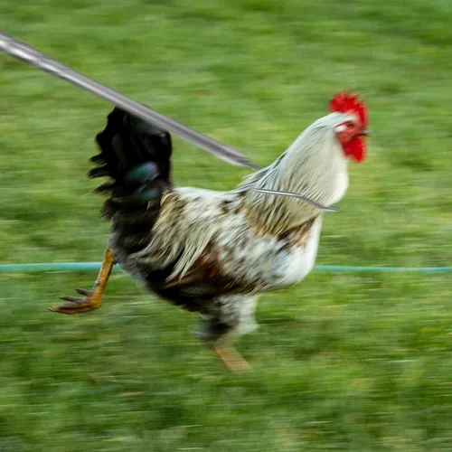 Vista 4 de Fabbay Gancho para patas de acero inoxidable, retráctil, largo, de 24 a 59 pulgadas, gancho para patas de gallinero, accesorios de herramienta