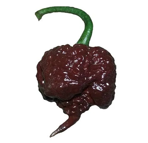 Chocolate Carolina Reaper HP22B - Semillas de pimienta prémium para plantar, el récord de paquetes más calientes del mundo + más