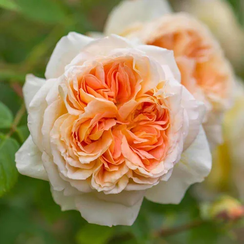 Vista 5 de Heirloom Roses David Austin Rose Bush - Bathsheba - Planta de rosa trepadora naranja viva para plantar al aire libre