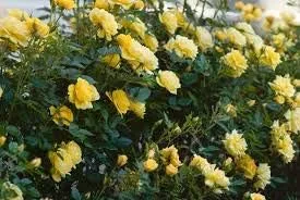 Vista 83 de Generic Semillas frescas de la flor de la rosa 100pcs para plantar rosa bebé