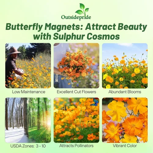 Vista 2 de Outsidepride Bright Lights Cosmos Sulphureus Seeds - 1 Lb. Pcs Annual, Drought Tolerant & Pollinator Friendly, Flower Seeds for Planting w/Vibrant
