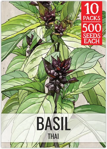 Vista 11 de Seed Needs Sweet Genovese - Semillas de albahaca para plantar, semillas de hierbas culinarias sin OMG y sin tratar para plantar un jardín de cocina