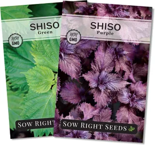 Sow Right Seeds - Colección de semillas Shiso para plantar hojas de perilla