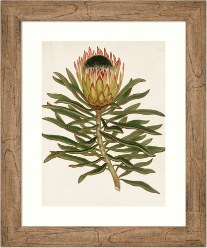 Amanti Art Framed Wall Art Print 24x20 Antique Protea VI, Flowers Wall Art, Vintage Decor, Small Poster Painting Artwork for Living Room, Bedroom,