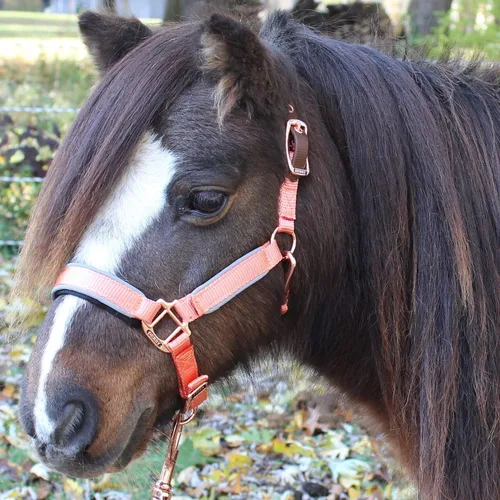 Vista 3 de Derby Originals Desert Rose Collection - Cabestro reflectante con cuerda de poliéster a juego