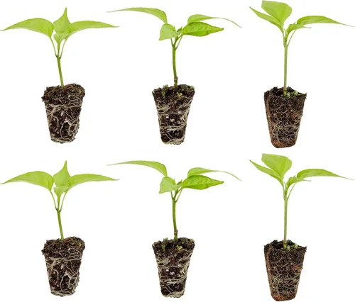 Vista 12 de Bonnie Plants Pimienta de Cayena Caliente 19.3 oz. Paquete de 4