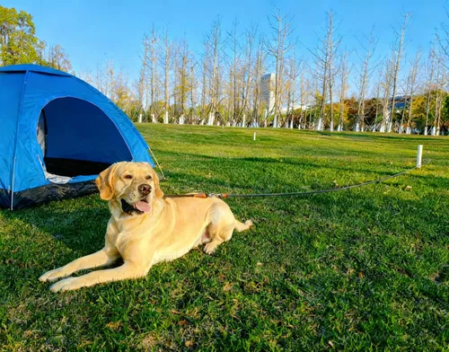 Vista 9 de Cuerda de Amarre para Perro, Correa Larga de 10-15-20-30 Pies de Nailon Resistente, Cordón de Control para Perros Medianos y Grandes Azul