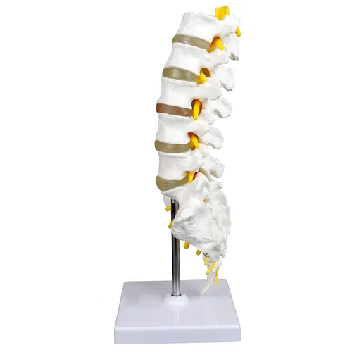Vista 2 de Vision Scientific Columna vertebral lumbar articulada de grado médico VAV262 Cuenta con 5 lumbares/vértebras con discos intervertebrales, nervios