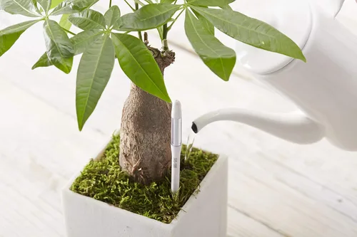 Vista 5 de Sustee Aquameter, White, Medium -Soil Moisture Meter for Potted Plants - Plant Water Sensor (Refillable Style)