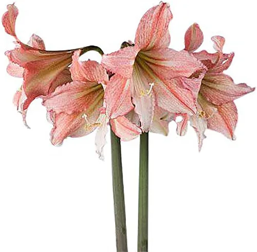 Tinkerbell - Bombilla de amarilis | Melocotón con estrella blanca | Flor de amarilis para plantar en interiores y exteriores | Bombilla de amarilis