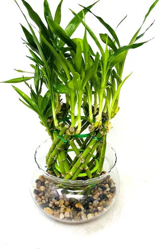 Vista 3 de Pineapple Lucky Bamboo Arrangement - Jarrón transparente