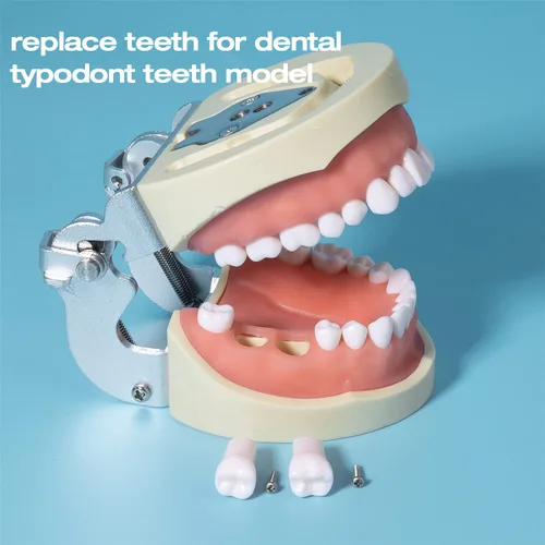 Vista 3 de ANNWAH Dientes de molares extraíbles, dientes de práctica de examen para práctica dental y enseñanza, reemplazan el modelo desmontable