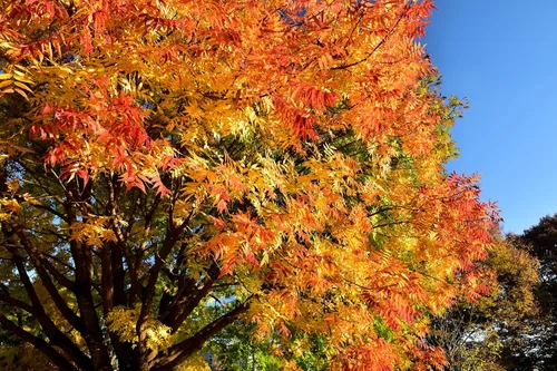 25 Chinese Pistachio Pistacia Chinensis Pistache Pistach Yellow Orange Red in Fall Mastic Tree Seeds