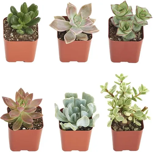 Vista 3 de Comprar Suculentas - Paquete a granel de colección de plantas suculentas, plantas suculentas mini vivas, fácil cuidado, plantas