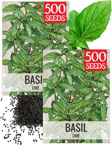 Vista 12 de Seed Needs Sweet Genovese - Semillas de albahaca para plantar, semillas de hierbas culinarias sin OMG y sin tratar para plantar un jardín de cocina