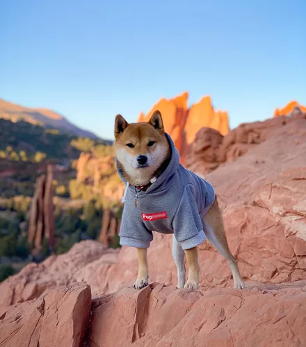 Vista 4 de ChoChoCho Sudadera con capucha y suéter para perros – Elegante ropa urbana de algodón para gatos y cachorros en gris – S, M, L