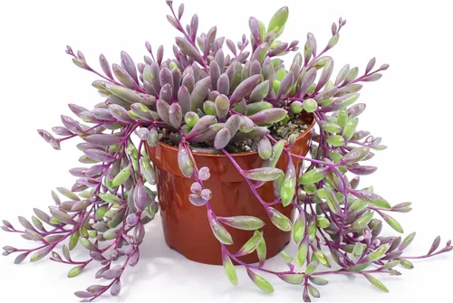 Vista 7 de Suculentas vivas Aeonium 'Mbach' (10 cm), plantas suculentas completamente enraizadas en macetas con tierra, planta de interior de fácil cuidado