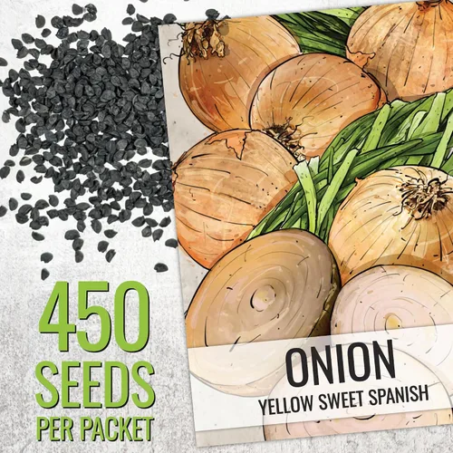 Vista 3 de Seed Needs Semillas de cebolla para plantar cebollas amarillas dulces españolas de día largo – Semillas de verduras sin OMG y sin tratar