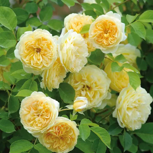 Vista 4 de Heirloom Roses Rose Plant - Teasing Georgia Yellow Rose Bush, David Austin Planta viva para plantar al aire libre