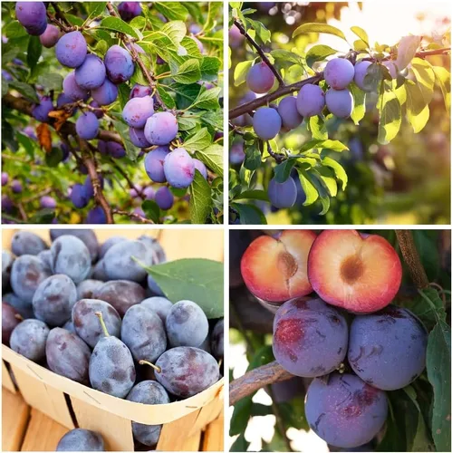 Más de 10 semillas de frutas de ciruelo silvestre para plantar al aire libre, semillas perennes nativas de árboles frutales Prunus Americana sin OMG