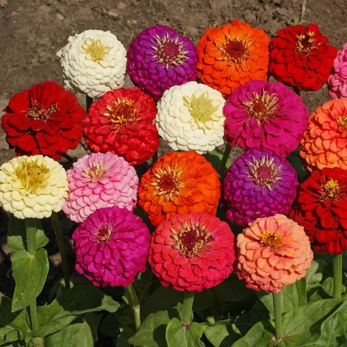 Vista 7 de Outsidepride - Zinnia Elegans, planta anual, Lilliput Flower Seed Mix, mezcla de semillas de flores para plantar, 1 libra