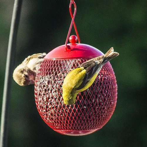Vista 2 de Backyard Expressions - Paquete de 3 comederos para pájaros de malla metálica para exteriores – rojos, azules y amarillos, comederos colgantes